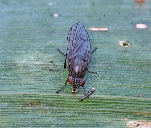 Réf. 350 804 : Dichaeta caudata